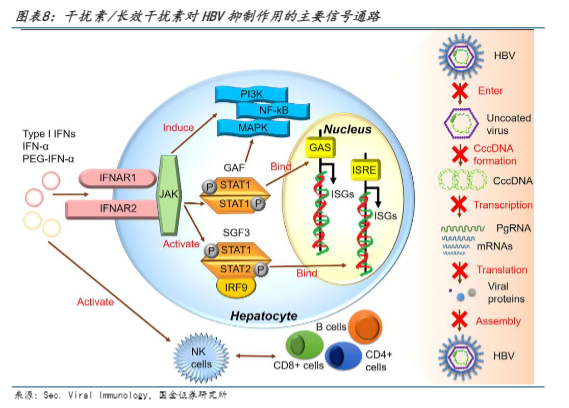 2024年乙肝治疗行业报告：创新药物与长效干扰素的结合应用前景