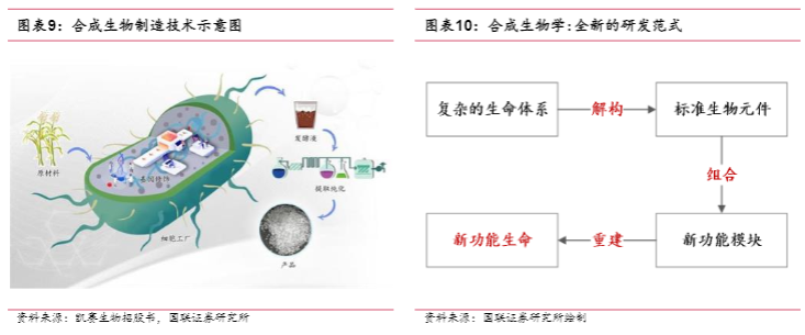 2024合成生物学行业报告：华恒生物引领产业创新与成长