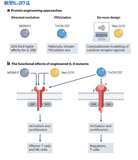 2024创新药行业报告：IL-2融合蛋白治疗新突破