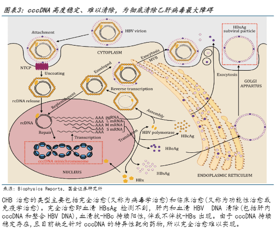 2024年乙肝治疗行业报告：创新药物与长效干扰素的结合应用前景